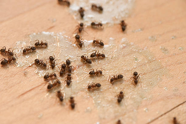 Echelon, NJ Pest Control Company