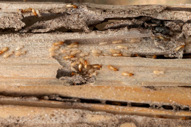 Best Local Pest Control Services  in Echelon, NJ